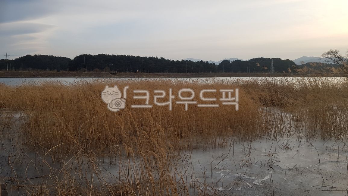 갈대,겨울,얼음호수,reed,겨울호수,물,자연,식물