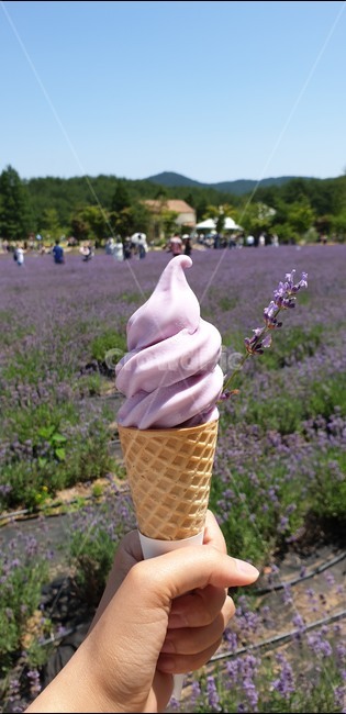 아이스크림,라벤더,보라색아이스크림,라벤더아이스크림,보라색,연보라,icecream,lavender,purple,yeonbora