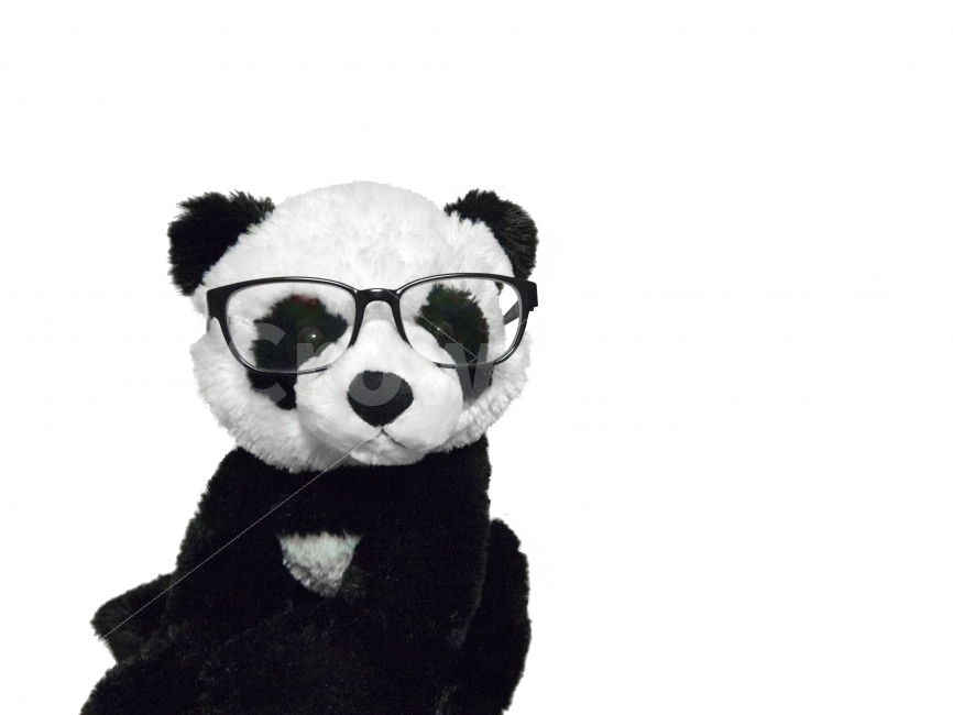 안경,공부,곰인형,인형,곰,똑똑한,누끼,털,팬더,판다,박사,사진,사물,물건,오브젝트,thing,object,matter,누끼,remove background