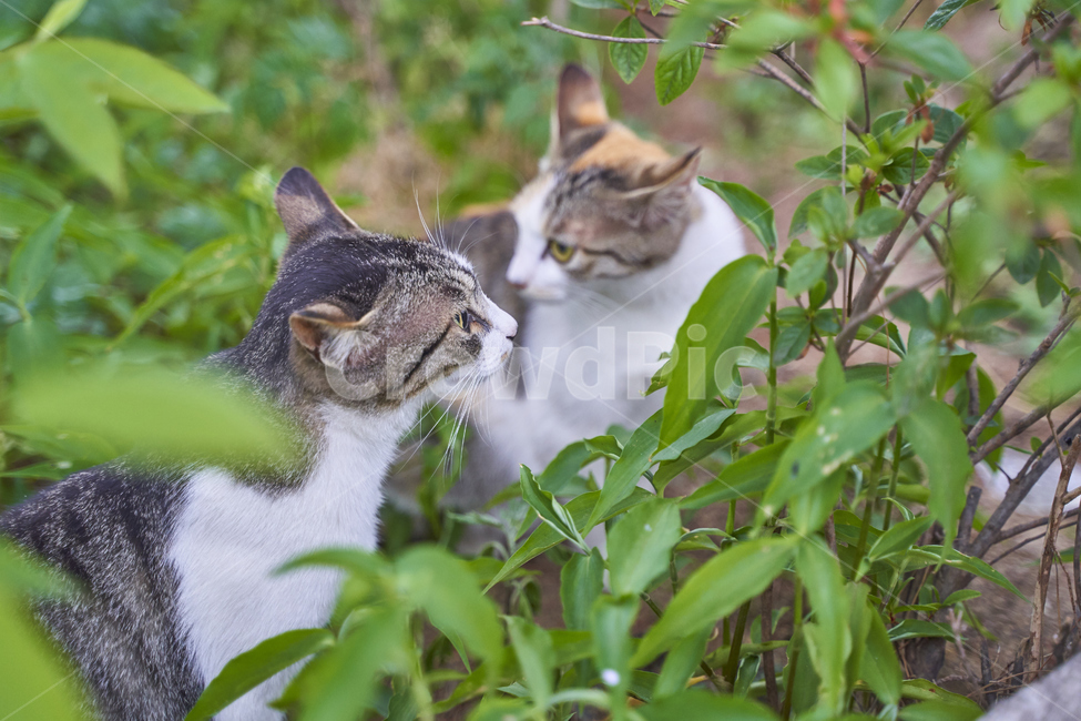 고양이,야옹이,길고양이,동물,고양이들,동물,animal,포유류,mammal,고양이,cat,kitten,kitty
