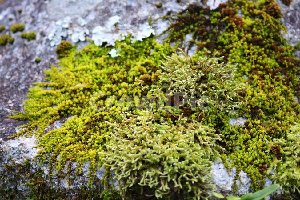 이끼,식물,자연,솔이끼,물이끼,물가이끼,매태,녹전,선태,태선,식물,자연,plants,nature