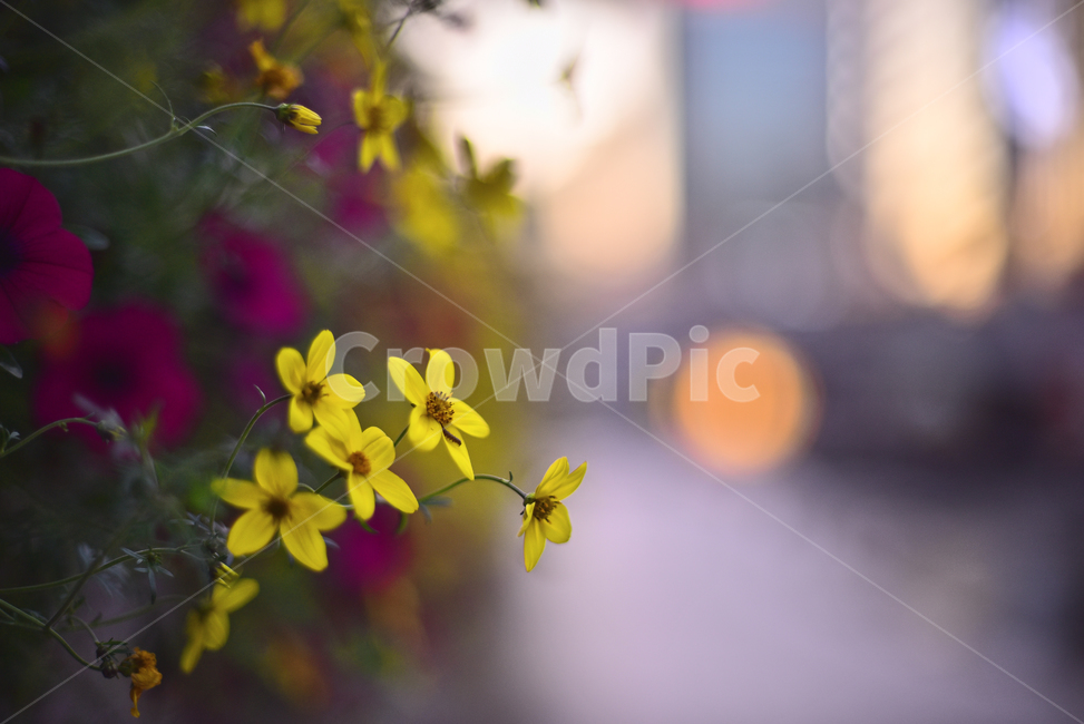 야간풍경,보케,blossom,식물,plant,꽃,flower,빛망울,플레어,flare,bokeh,야간,밤풍경,노랑색꽃,옥외,야외