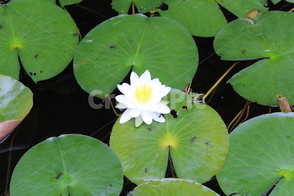 꽃,수국,연꽃,제주도꽃,도깨비,도깨비꽃,축제,6월의꽃,6월,식물,자연,plants,nature,꽃,flower