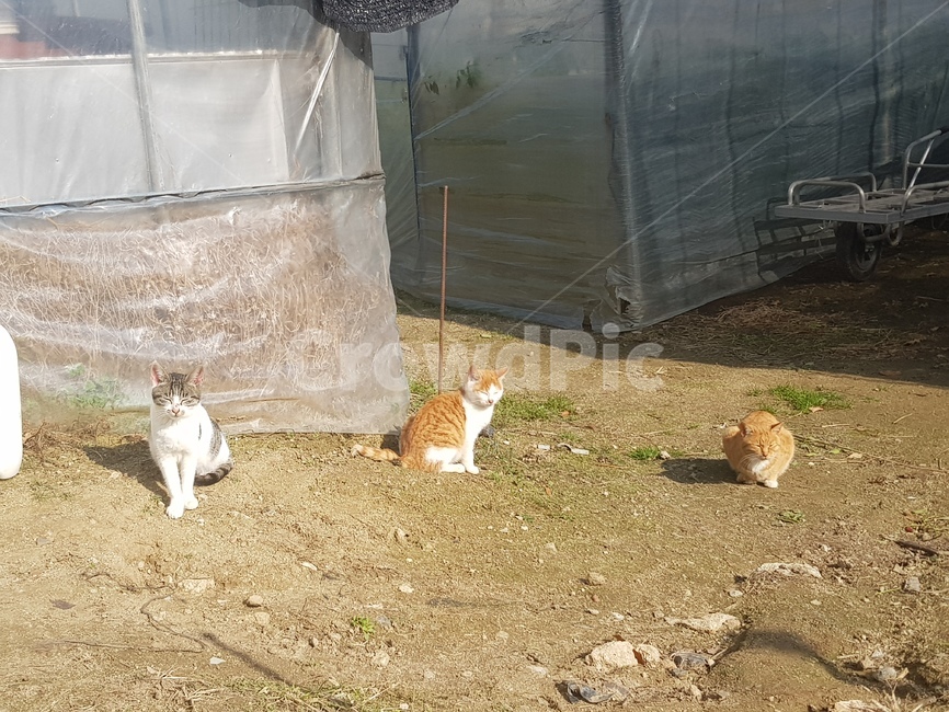 고양이,cat,귀여운,자연,야옹이,시골,따스함,따뜻함,동물