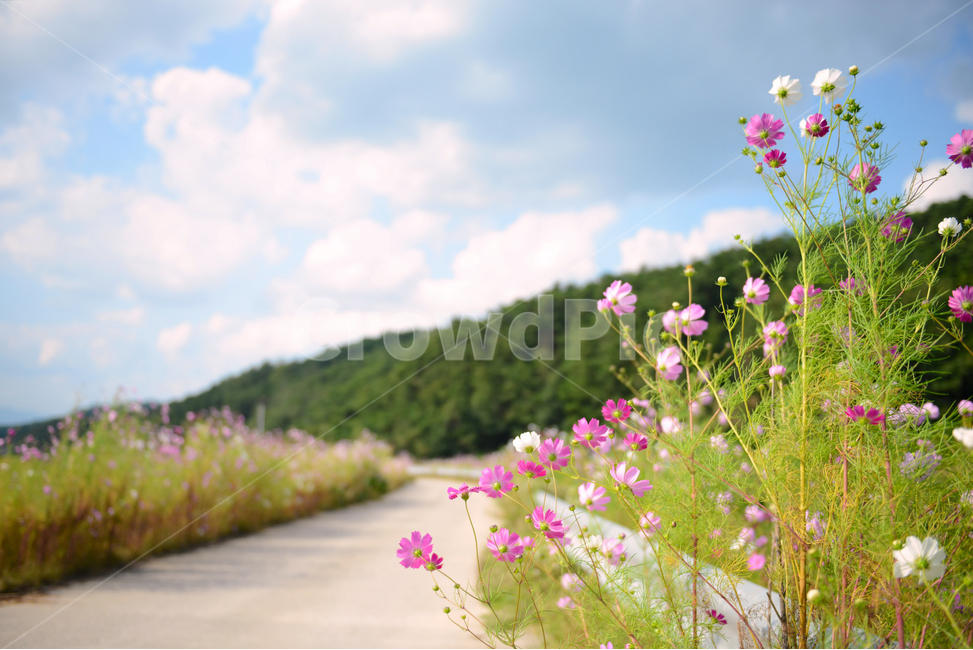 코스모스,가을,하늘,서정적,꽃,가을꽃,산책,감성,따뜻한,cosmos,flower,fall,autumn,bluesky,코스모스길,road,가을,계절,fall,autumn,season,식물,자연,plants,nature,꽃,flower,plant
