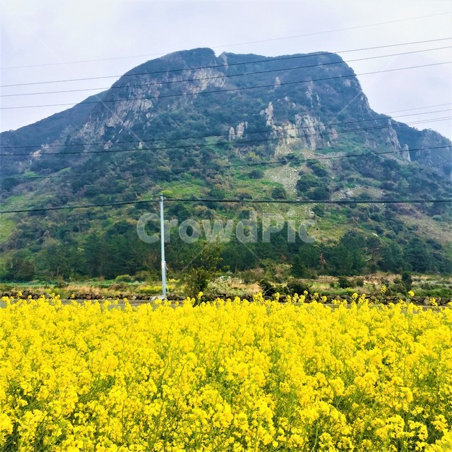 제주도,산방산,유채꽃,산방산유채꽃,노란꽃,봄,힐링,봄,계절,spring,season,자연,풍경,nature,landscape,한국자연풍경,한국자연경관,korea nature landscape,field,들,grassland,목초지,outdoors,옥외