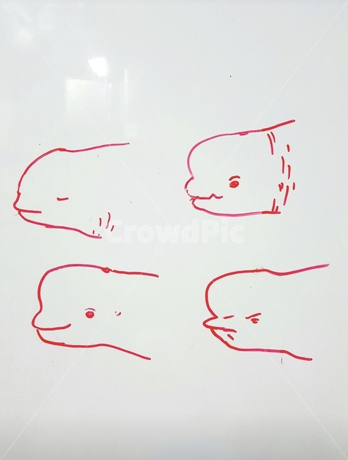 그림,동물그림,벨루가,고래,돌고래,동물,animal,포유류,mammal