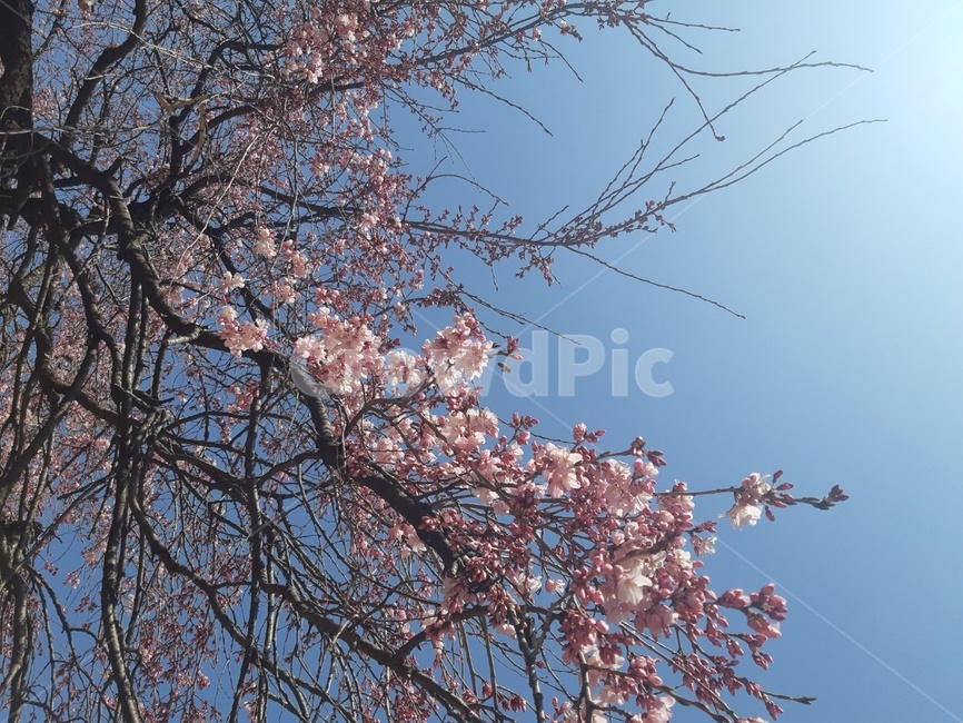 꽃,flower,벚꽃,cherryblossom,blossom,봄,spring,식물,자연,plants,nature,꽃,flower