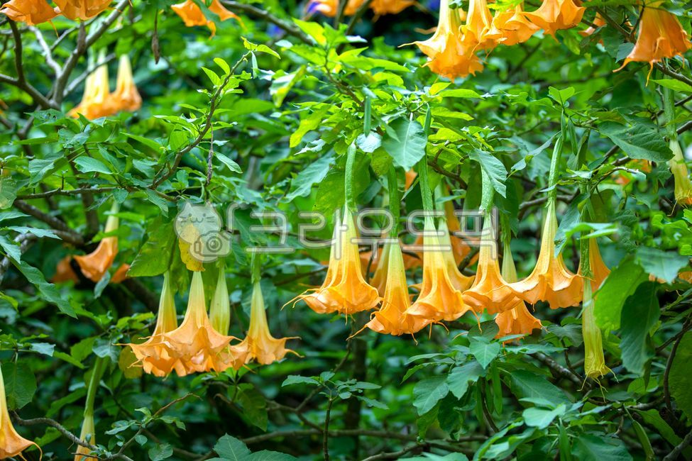 꽃,식물,야생화,엔젤트럼펫,천사의나팔꽃,꽃송이,자연