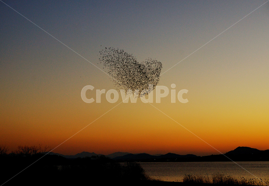 동림지,가창오리,군무,일몰,철새,자연,풍경,nature,landscape,동물,animal,조류,새,birds,flock,대군