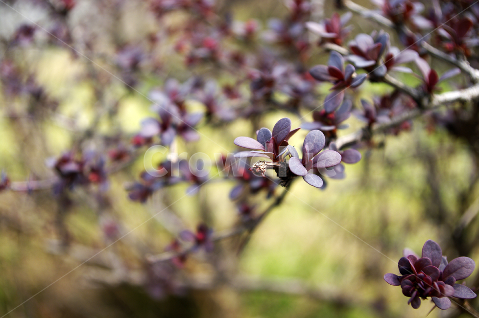식물,plant,자연,nature,꽃,flower,나무,식물,자연,plants,nature