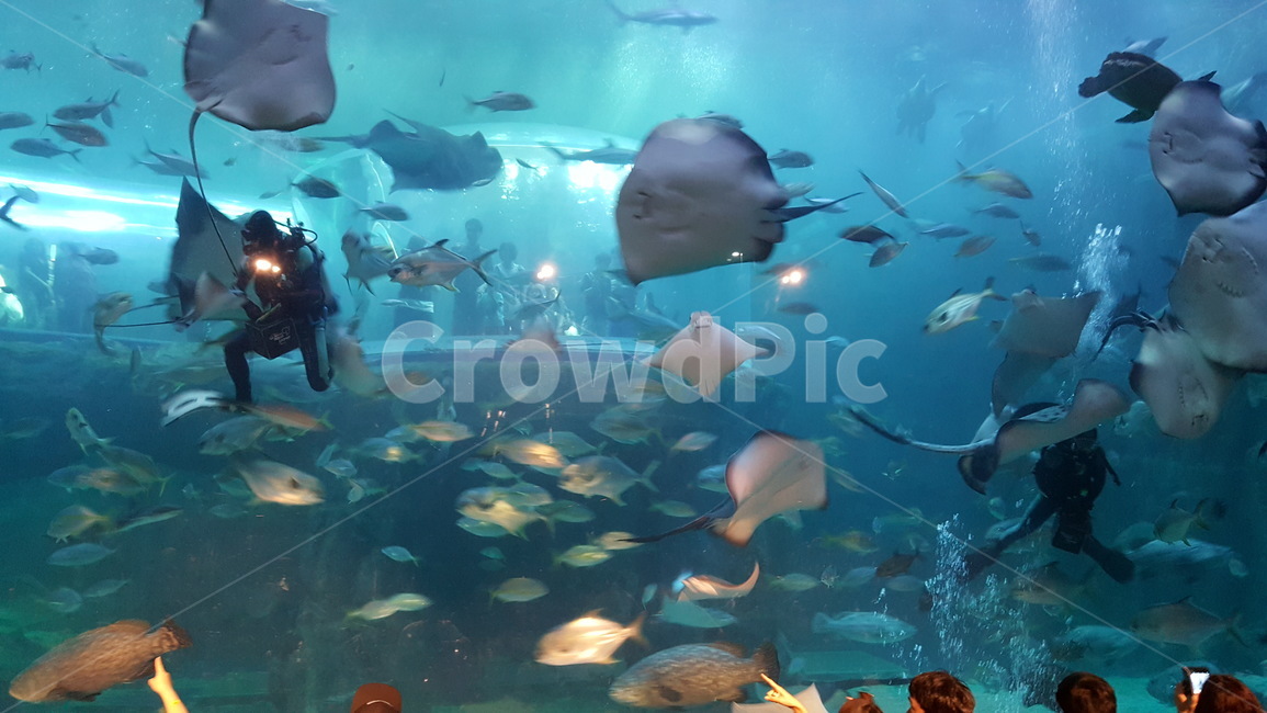 여수,아쿠아리움,물고기,수족관,가오리,동물,animal,어류,물고기,fish