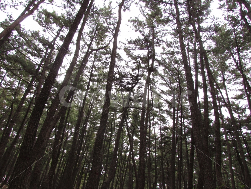 숲,자연,소나무,풍경,사진,자연,풍경,nature,landscape,plant,식물,tree,나무