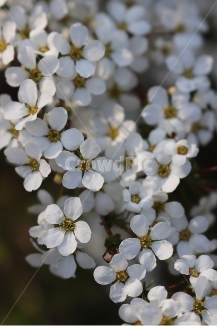 꽃,흰색,노란색,빛,flower,white,yellow,light,hana,shiro,kiiro,hikari,봄,계절,spring,season,식물,자연,plants,nature,꽃,flower,plant,blossom
