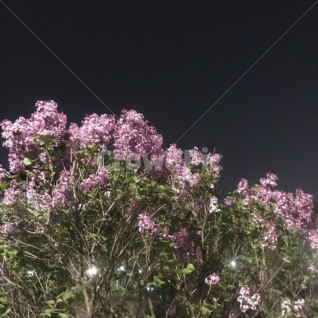 꽃,라벤더,밤,자연,풍경,nature,flower,보라빛,핑크,들꽃,밤하늘,밤풍경,night,pupple,lavender,봄,봄날,꽃축제,감성