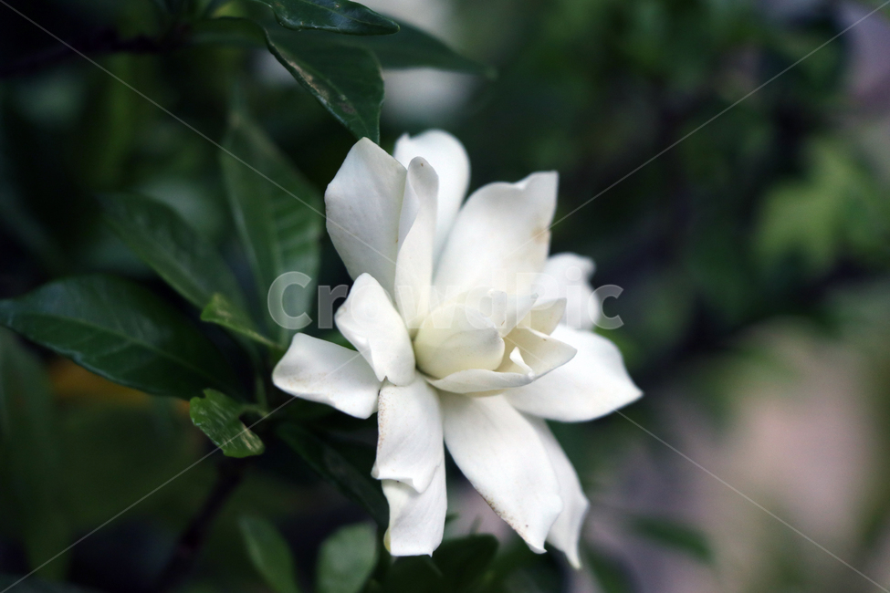 아름다움,흰색꽃,흰색,blossom,고독한꽃,외로운꽃,쓸쓸한꽃,하얀,꽃,자연,나뭇잎,잎,plant,식물,nature,leaf,lonelinessflower,solitudeflower,lonesomeflower,flower,whiteblossom