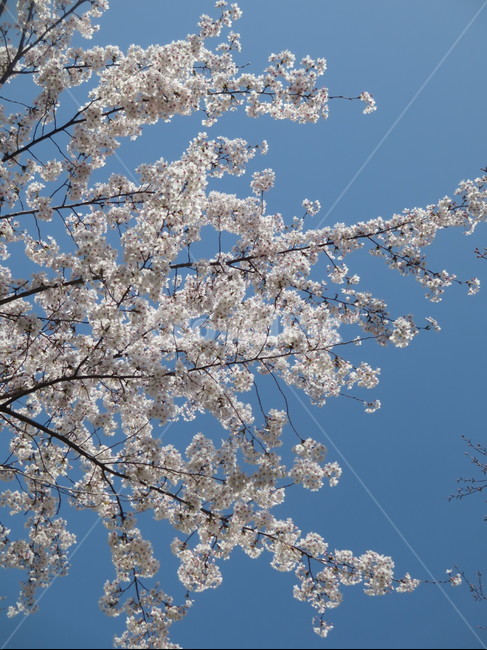 white flower,Cherry Blossom,cherryblossom,flowering,springseason,spring,spring flowers,sensiblefeeling,mountain,plants,sight,season,wood,Emotion,park,sky,blossom,nature,clear,tree,picnic,full bloom,flower,Eco,warm,blue,background,plant,walk