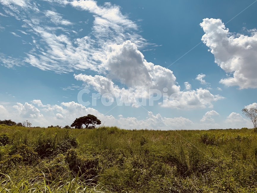nature,자연,목초지,grassland,날씨,field,들