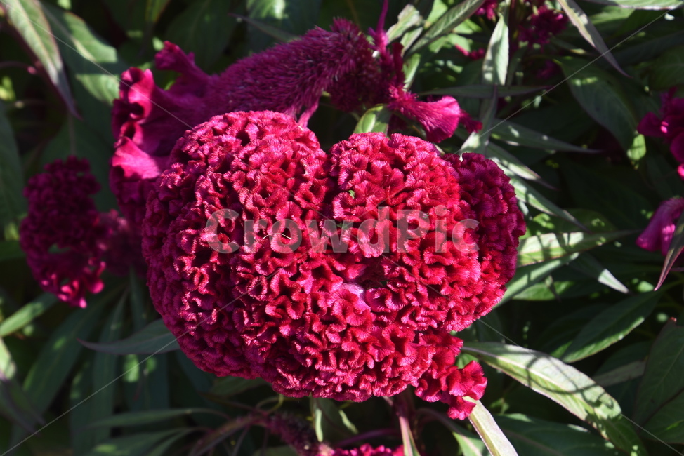 plant,식물,꽃,맨드라미,flower,식물,자연,plants,nature,꽃,flower
