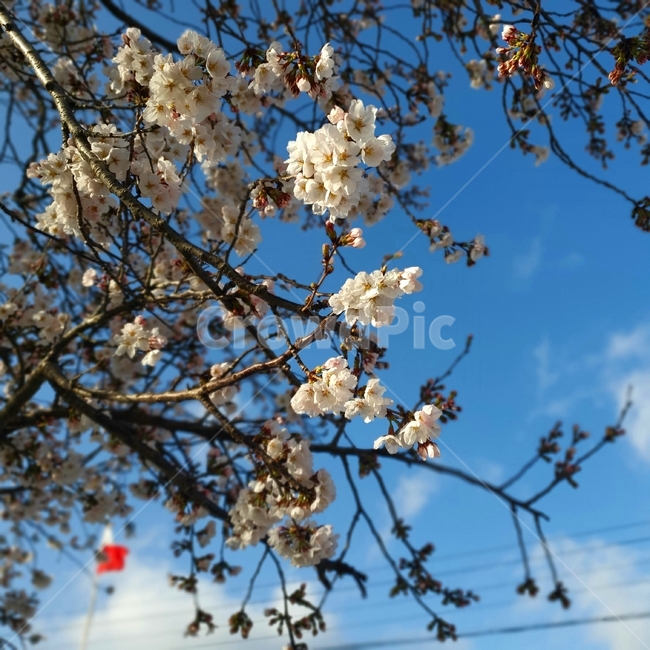 flower,blossom,꽃,식물,plant,벚꽃