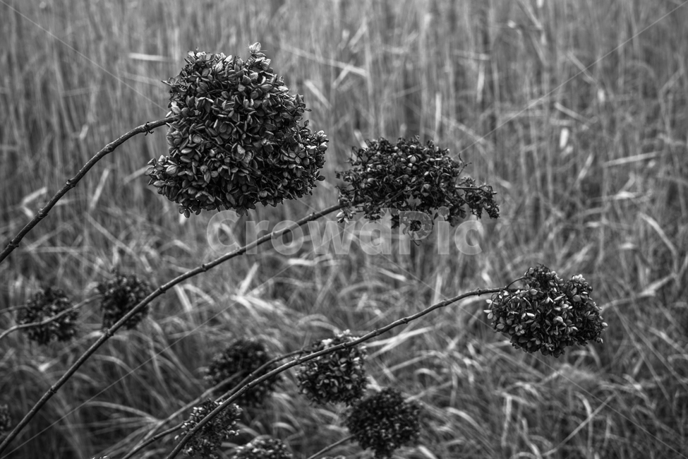 겨울,계절,마른꽃,풀,식물,드라이플라워,공원,갈대,식물,자연,plants,nature,흑백,모노톤,monochrome,black and white