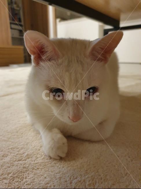 고양이,포유류,이쁜고양이,흰고양이,반려동물,애완동물,동물