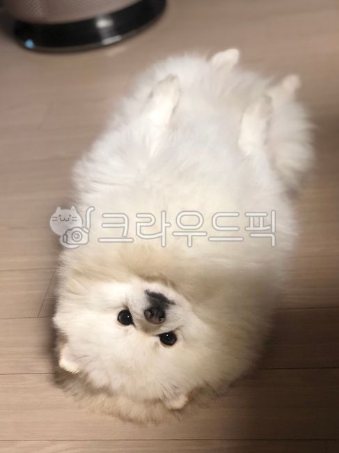 white form,form,puppy,pomeranian,lying puppy
