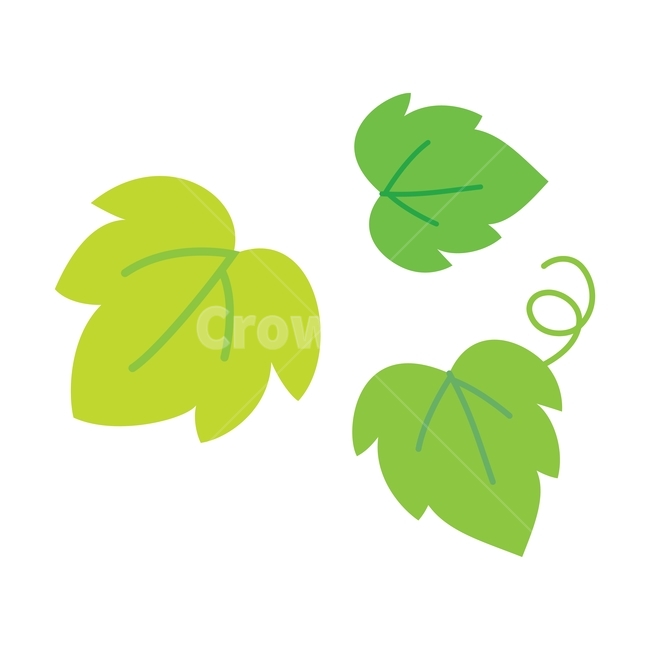 잎,식물,자연,초록,나뭇잎,덩쿨,여름,봄,일러스트,illustration,vector,design,plant,nature,leaf,green,그래픽,일러스트레이션,graphic,illustration