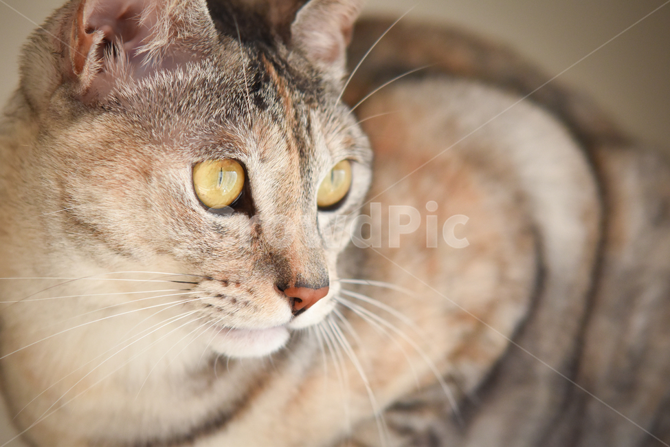고양이,얼굴,클로즈업,애완동물,냥,애완묘,묘,pet,cat,kitten,집고양이,코리안숏헤어,코숏,냥이,냐옹,meow,귀여움,반려동물,반려묘,집사,괭,새끼,아기,귀요미,동물,animals,animal,시선,눈동자,동물,animal,포유류,mammal,고양이,cat,kitten,kitty