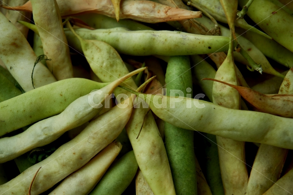 콩,강낭콩,농사,껍질,쌓여있는,음식,식재료,식품,여름,수확,bean,crop,음식,식재료,요리,food,cook,meal,dishes,food reserves,콩류,견과류,beans,pulse,nuts,dry fruits
