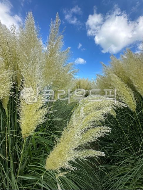 팜파스그래스,pampasgrass,식물,자연,여러해살이풀,plant
