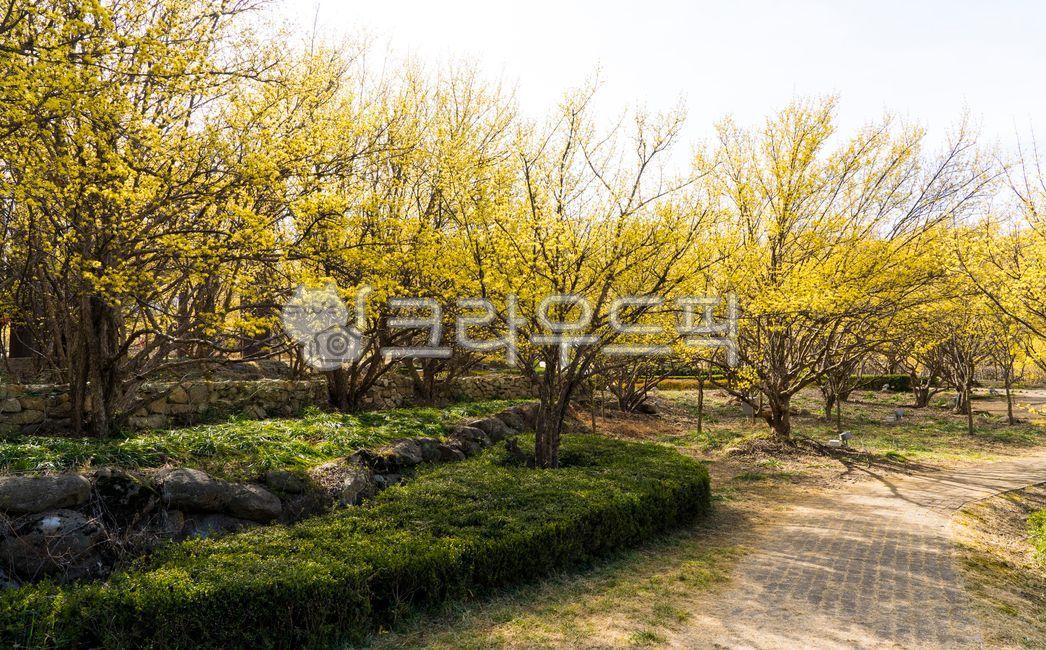 봄,꽃,봄꽃,산수유,산수유꽃,산수유마을,노랑꽃,약용식물,약초,나무,정원,정원수,공원,시골,산동마을,오솔길,시골길,초목,vegetation,길,path,빛