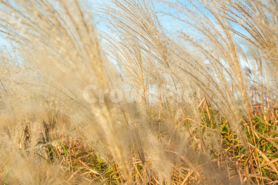 갈대,억새,자연,풍경,가을,계절,하늘공원,공원,풀,가을,계절,fall,autumn,season,자연,풍경,nature,landscape,grass,잔디,plant,식물,vegetation,초목