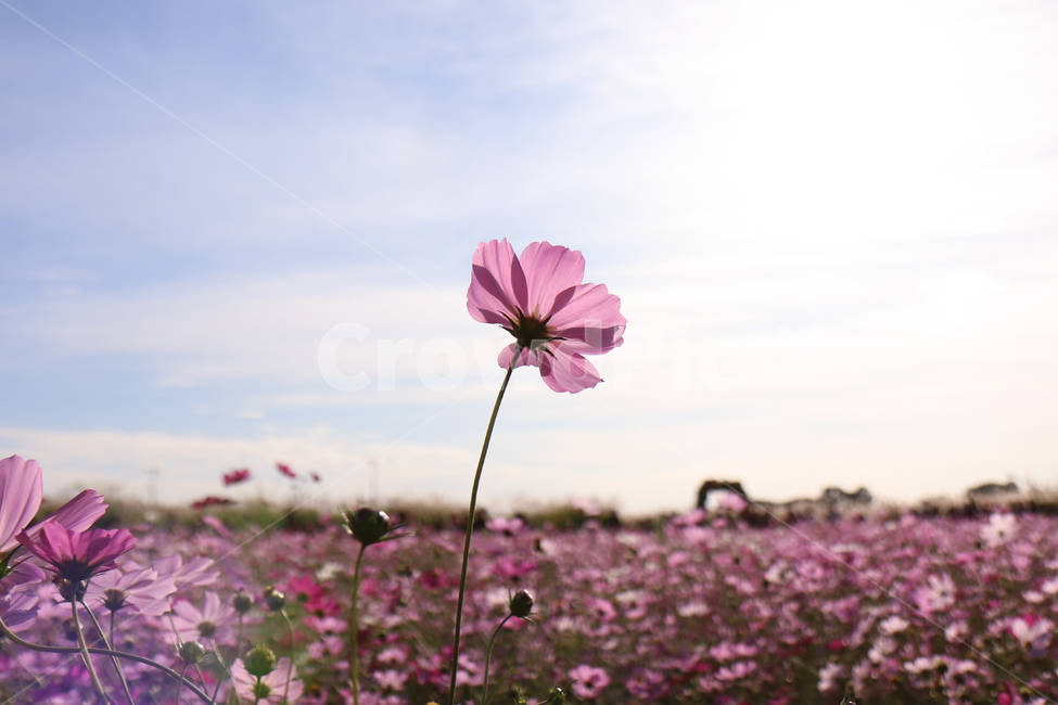 가을,가을감성,코스모스,자연,꽃,분홍색,핑크색,가을,계절,fall,autumn,season,식물,자연,plants,nature,꽃,flower,blossom,petal,꽃잎,plant,geranium,제라늄