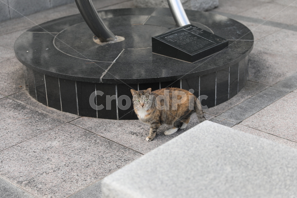 고양이,cat,동물,animal,pet,애완동물,길고양이,얼룩고양이,포유류