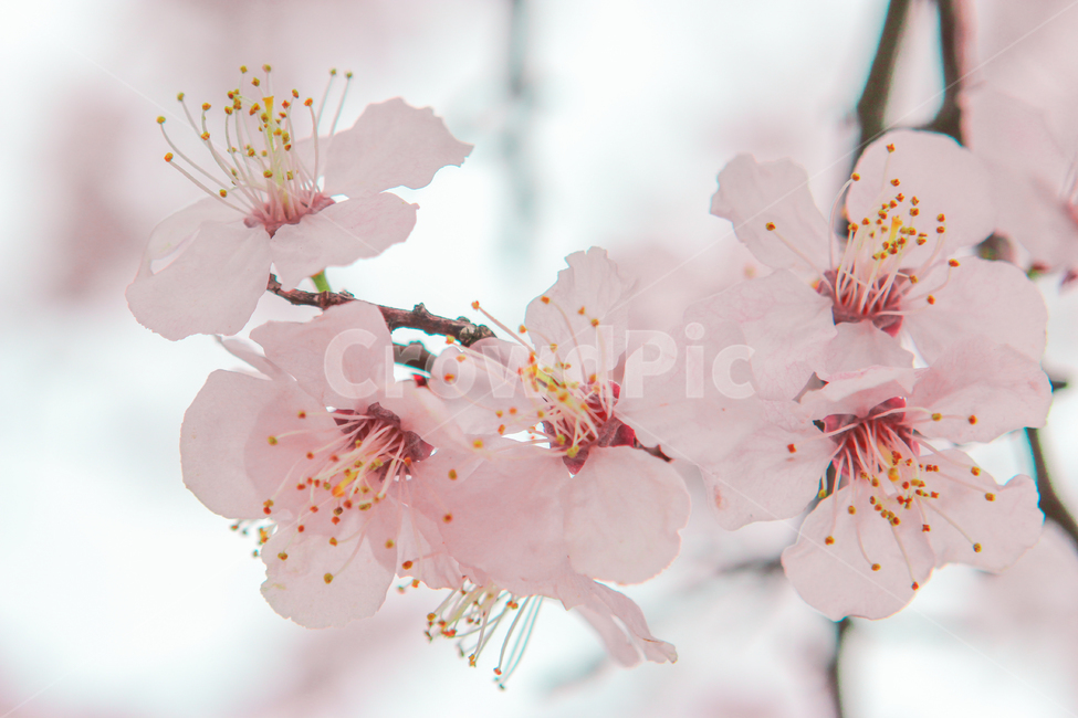 봄,벚꽃,매화,꽃,분홍,핑크,색깔,색감,색상,spring,cherryblossom,blossom,flower,pink,color,봄,계절,spring,season