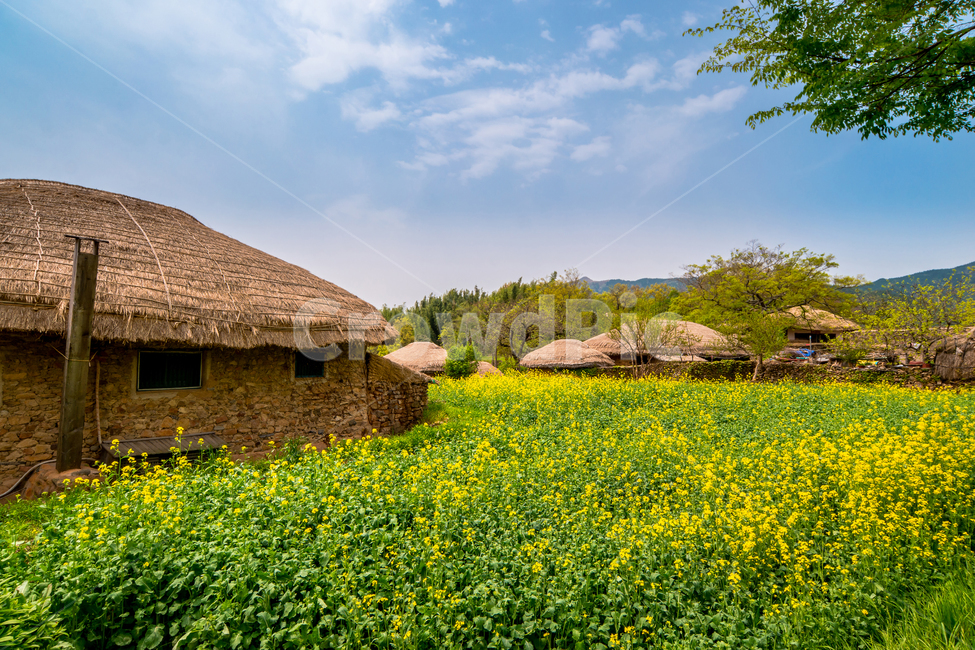 낙안민속마을,한국,봄,마을,초가집,전통,초록색,봄,계절,spring,season,시골,마을,풍경,landscape,country,rural,town,nature,자연,outdoors,옥외
