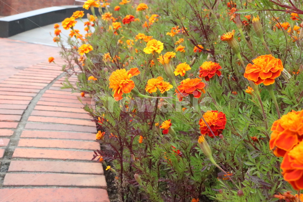 꽃,들꽃,봄,화단,flowers