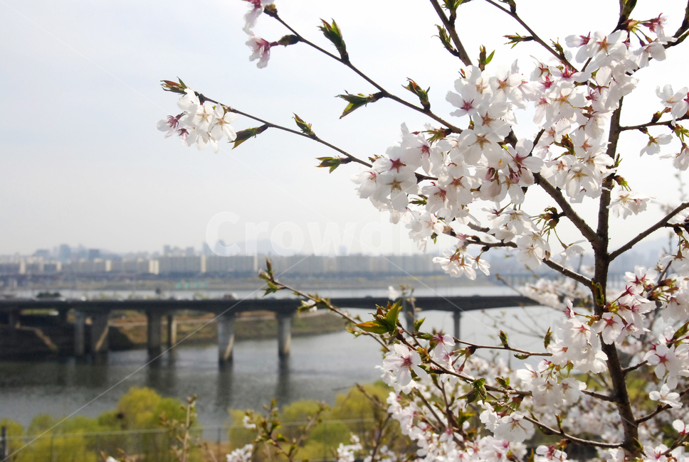 봄,벚꽃,자연,풍경,봄이미지,벚꽃길,꽃,봄꽃,봄,계절,spring,season,plant,식물,flower,blossom,cherry blossom