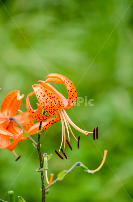 참나리,여름,꽃,주황색,열정,식물,자연,plants,nature,꽃,flower