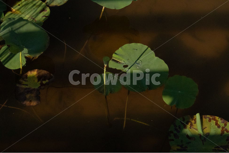 옥외,nature,자연,상동호수공원,plant,식물,leaf,잎,물,water,호수,연못