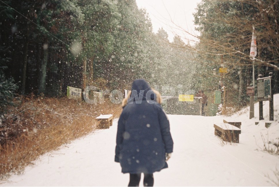 눈,겨울,제주도,숲,snow,winter,jeju,forest,겨울,계절,winter,season,사람,인물,인간,human,person