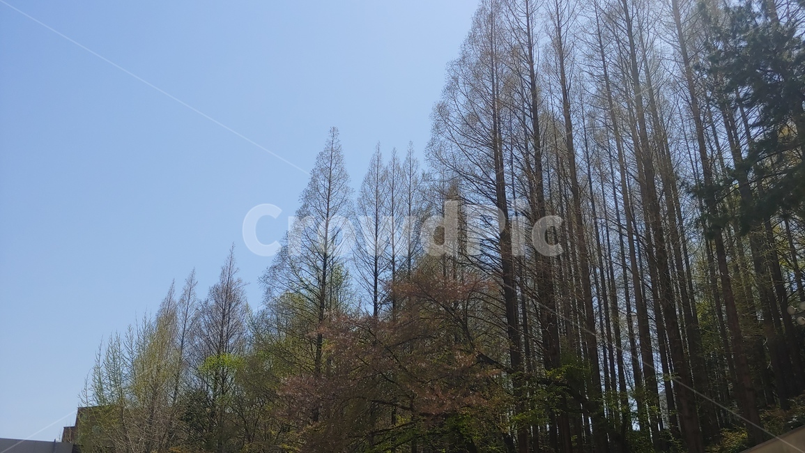 식물,나무,자연,하늘,숲,메타세쿼이아,청명,겨울,winter,forest,nature,metasequoia,sky,tree,plant