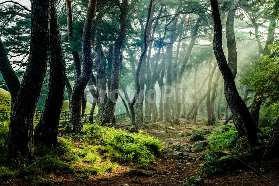 경주,삼릉,새벽,숲,빛,숲속의아침,소나무,소나무숲,빛내림,자연풍경,자연,풍경,nature,landscape,한국자연풍경,한국자연경관,korea nature landscape,식물,plants,나무,trees,wood,ground,바닥,plant,tree,tree trunk,나무 줄기