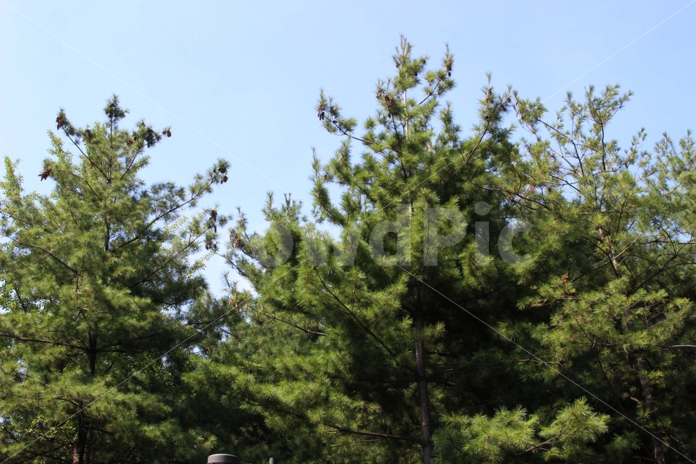 sky,cloud,하늘,구름,자연,하양,하얀색,파랑,파란색,식물,자연,plants,nature