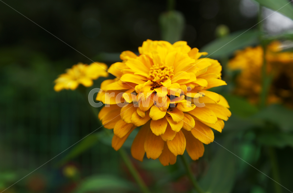 백일홍,꽃,식물,국화과,원예식물,한해살이풀,식물,자연,plants,nature,꽃,flower