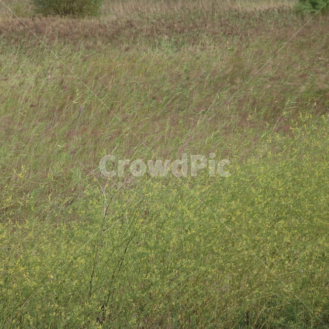 자연,식물,초록,갈색,nature,plants,shokubutsu,green,midori,brown,chairo,식물,자연,plants,nature