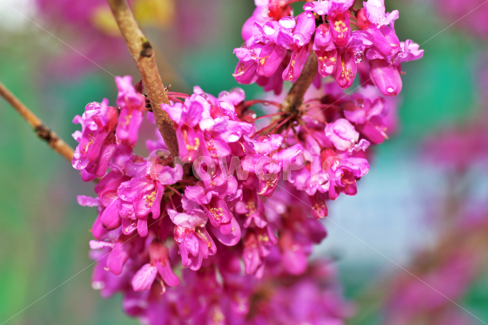 박태기나무,콩과,cercischinensis,봄,자주색,계절,식물,꽃,독성,식물,자연,plants,nature,꽃,flower