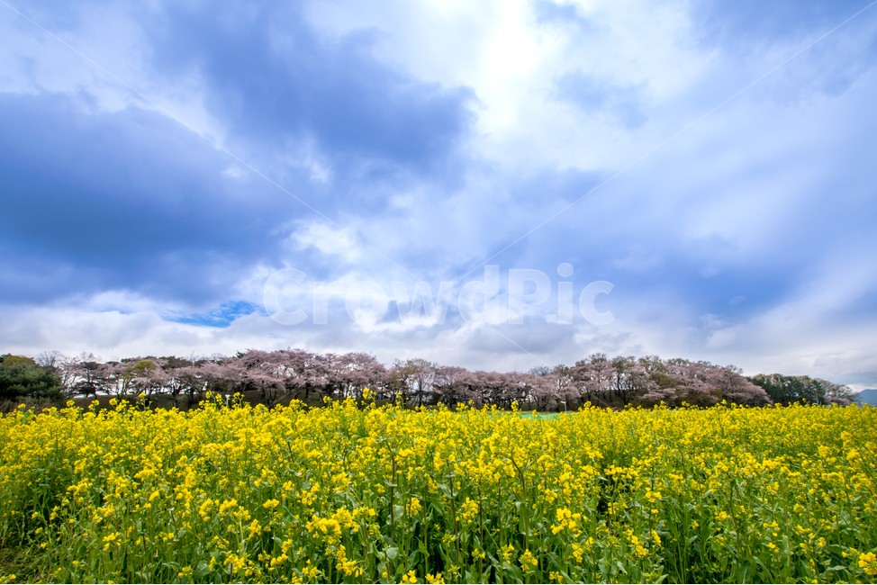 봄,경주,유채꽃,풍경,꽃,아름다움,아시아,봄,계절,spring,season,자연,풍경,nature,landscape,한국자연풍경,한국자연경관,korea nature landscape,outdoors,옥외,field,들,grassland,목초지,rural,농촌,farm,농장,meadow