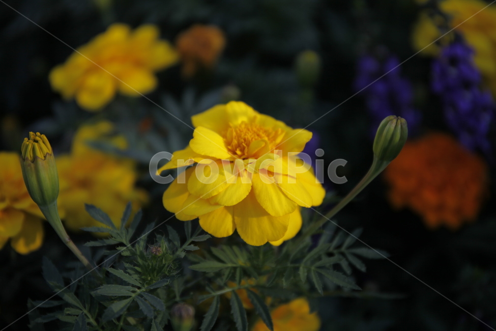 꽃,형형색색,노랑,파랑,빨강,flower,colorful,yellow,blue,red